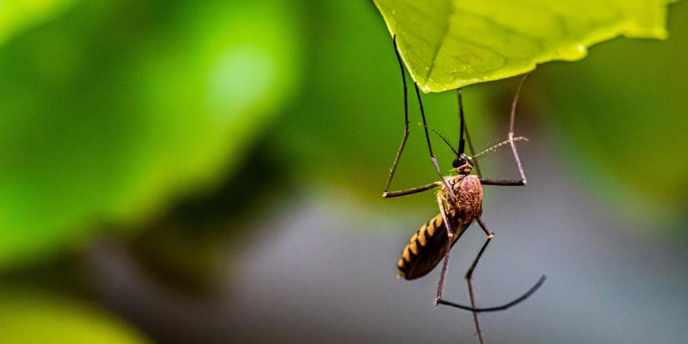 Lizard control Service